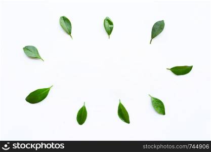Citrus leaves circle on a white background. Top view