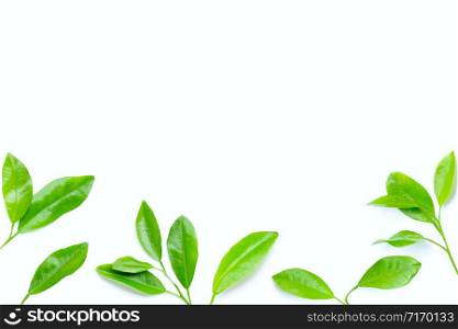Citrus leaves on white background. Copy space