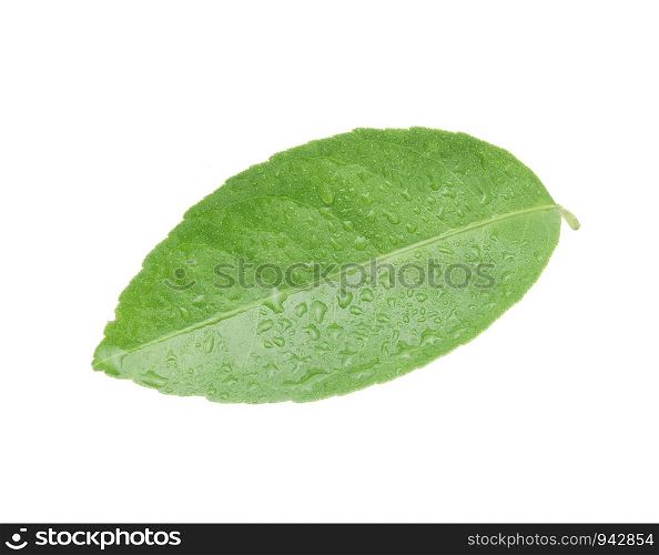 Citrus leaves with drops isolated on a white background