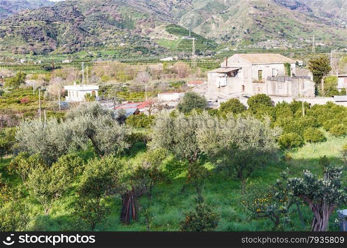 citrus orcahard in backyard of urban house on outskirts of town Gaggi in green hills in spring day, Sicily, Italy