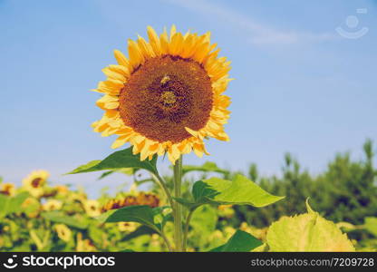 City Brukna, Latvia Republic. Park with sunflowers. Green leafs and sunny day. Sep 9. 2019 Travel photo.