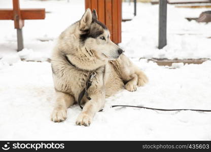 City Cesis, Latvia. Dog, Husky and old city center, urban view. Winter 2018. Travel photo.