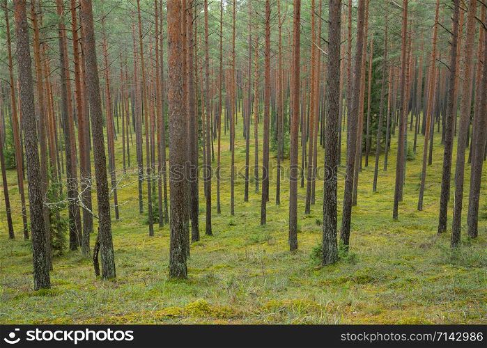 City Cesis, Latvia. Pine forest with trees and green moss. Travel photo 2. november.