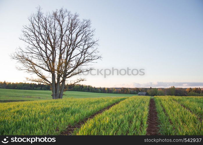 City Cesis, Latvia Republic. Oak tree and meadow with sunlight. May 5. 2019 Travel photo.