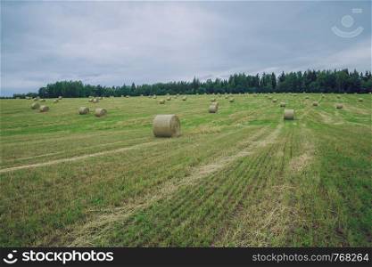 City Cesis, Latvia Republic. Overcast day, meadow hay rolls and trees around. July 7. 2019 Travel photo.