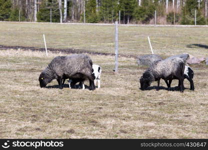 City Cesis, Latvia. Sheep graze in the meadow. Old and young. Travel photo 2019.14.04.