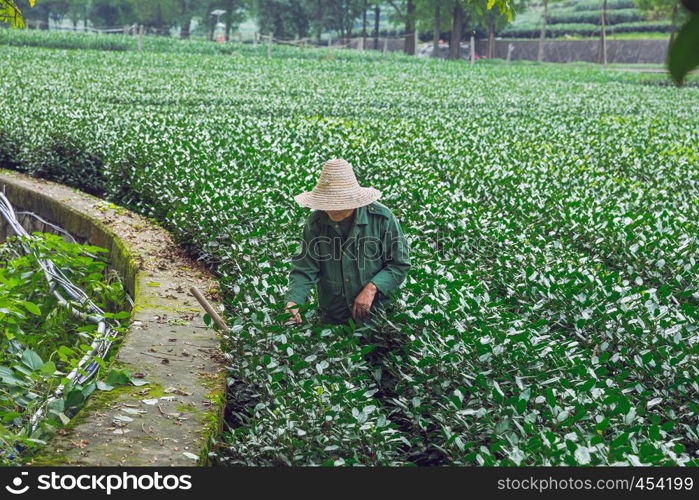 City Jan, China. Tea plantation and old woman work at garden. Travel photo 2016