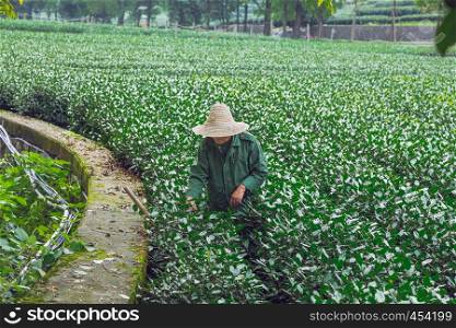 City Jan, China. Tea plantation and old woman work at garden. Travel photo 2016