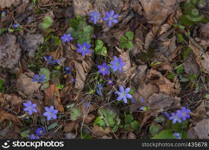 City Lode, Latvia. Blue flowers and green leafs at wood. Nature at spring. TRavel photo.