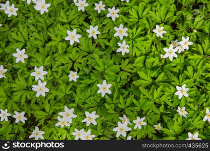 City Lode, Latvia. White flowers and green leafs at wood. Nature at spring. TRavel photo.