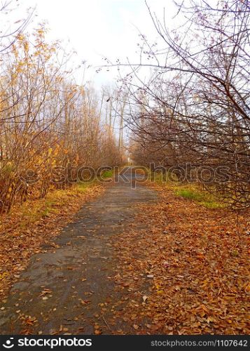 City Park in Autumn. Overcast weather, yellow trees, paths. City Park in Autumn. Overcast weather