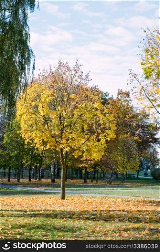 City park with autumn leaves on the trees yellowed