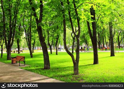 city park with benches and big green trees. city park with nice promenade path benches and big green trees. City park in the spring