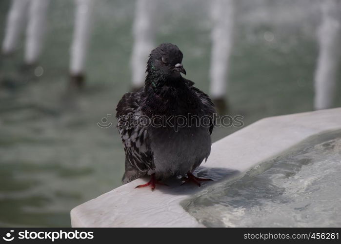 City pigeon by the side of water at a fountain