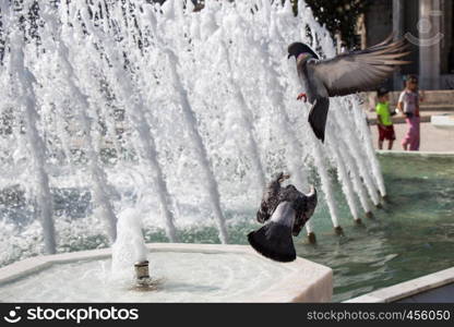 City pigeons by the side of water at a fountain