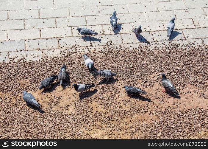 City pigeons looking for food on the ground