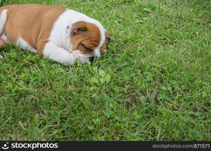 City Priekuli, Latvian Republic. English puppy bulldog sleep in grass. Aug. 10. 2019