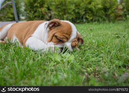 City Priekuli, Latvian Republic. English puppy bulldog sleep in grass. Aug. 10. 2019