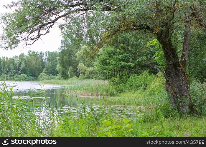 City Riga and lake Jugla, summer. Green grass and tree leaves. 2018 Travel photo.