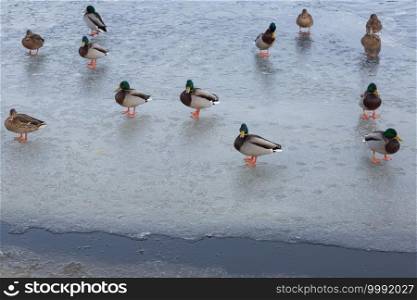 City Riga, Latvia. A swarm of ducks is standing on the ice. 23.01.2021