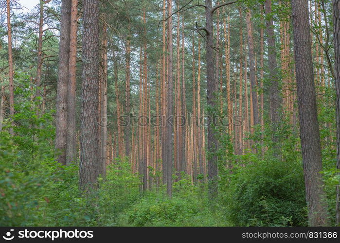 City Riga, Latvia Republic. Forest with trees and old walking paths. Juny 29. 2019 Travel photo.