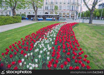City Riga, Latvia Republic. Latvian flag from tulips, red and white. Tourists walk on street and cars drive. May 7. 2019 Travel photo.