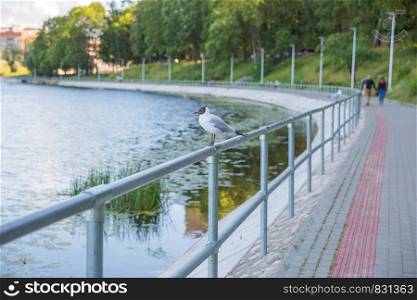 City Riga, Latvia Republic. Seagull sits on an iron railing, surrounded by water and promenade. Juny 28. 2019
