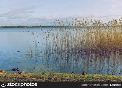 City Riga, Latvia. View of the lake with ducks. Travel photo. 04.01.2020