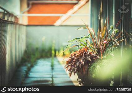 City terrace with plants. Urban balcony gardening