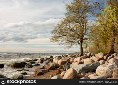 City Tuja, Latvia. Baltic sea with rocks and trees. Travel photo.16.05.2020