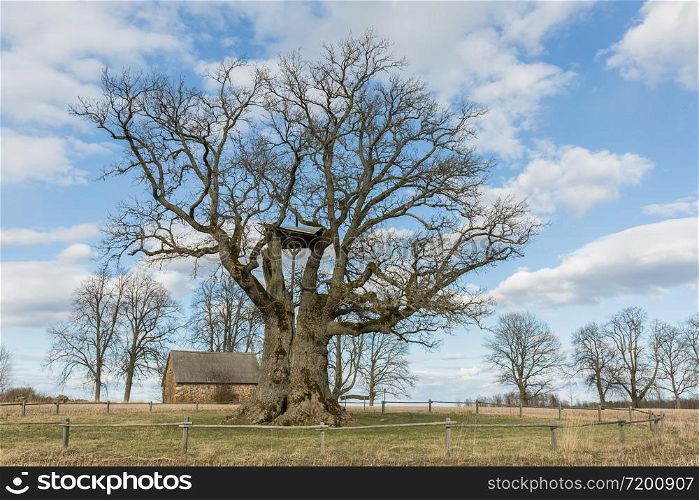 City Valmiera, Latvia. Oak trees and meadow. Travel photo.11.04.2020
