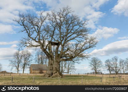 City Valmiera, Latvia. Oak trees and meadow. Travel photo.11.04.2020