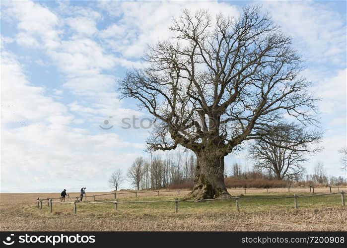 City Valmiera, Latvia. Oak trees and meadow. Travel photo.11.04.2020