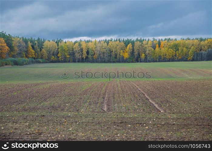 City Valmiera, Latvia Republic. Meadow in autumn, trees. Travel photo 12. okt.