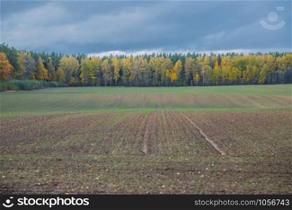 City Valmiera, Latvia Republic. Meadow in autumn, trees. Travel photo 12. okt.