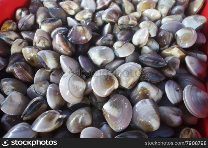 Clams in the Fish Counter for sell. Clams in the Fish Counter