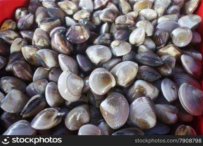 Clams in the Fish Counter for sell. Clams in the Fish Counter