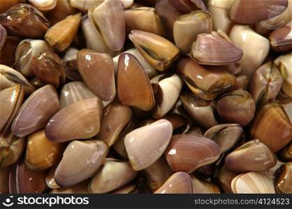 Clams pattern seafood texture background in brown color