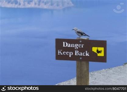 Clark&rsquo;s nutcracker perched on Danger Keep Back sign in Crater Lake National Park in Oregon, USA, near town of Klamath Lake. Signage warns against approaching the cliff edge and a fall from heights.