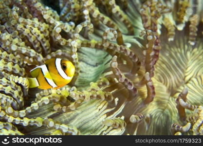 Clark s Anemonefish, Amphiprion clarkii, Clownfish, Anemonefish, Damselfish, Coral Reef, Lembeh, North Sulawesi, Indonesia, Asia