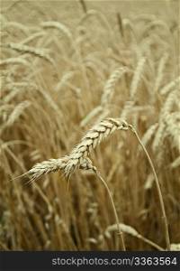 Classes of mature wheat grains