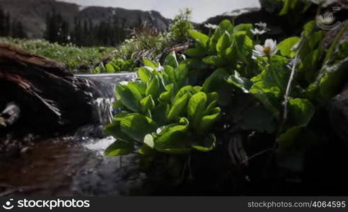 Classic High Mountain Wilderness Wildflowers and Alpine Lake. Themes of outdoors, nature, environment, seasons, summer, spring, tourism, destinations. Looping!