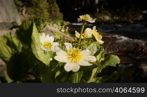 Classic High Mountain Wilderness Wildflowers and Alpine Lake. Themes of outdoors, nature, environment, seasons, summer, spring, tourism, destinations. Looping!