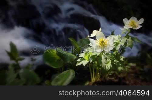 Classic High Mountain Wilderness Wildflowers and Waterfall from Spring Runoff. Themes of outdoors, nature, environment, seasons, summer, spring, tourism, destinations. Looping!