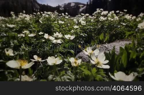 Classic High Mountain Wilderness Wildflowers Meadow with Snow-melt Rockies in Background . Themes of outdoors, nature, environment, seasons, summer, spring, tourism, destinations. Looping!