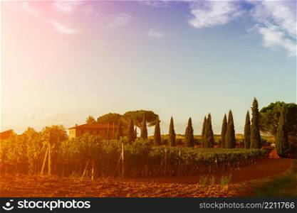 Classic view of scenic Tuscany landscape in beautiful golden morning light at sunrise in summer. Montalcino Italy. Classic view of scenic Tuscany landscape