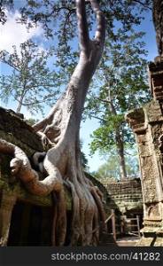 Classical picture of Ta Prohm Temple, Angkor, Cambodia