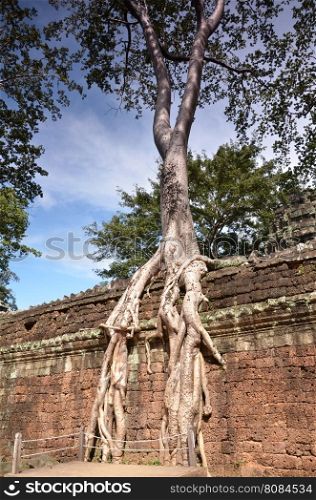 Classical picture of Ta Prohm Temple, Angkor, Cambodia
