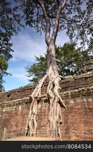 Classical picture of Ta Prohm Temple, Angkor, Cambodia