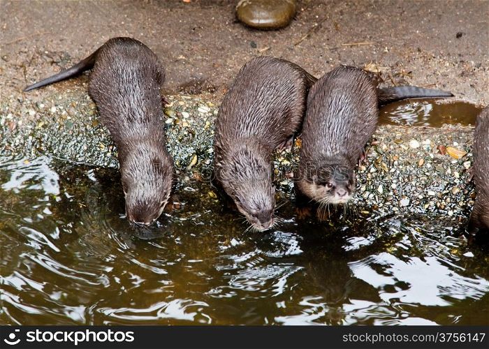 clawed otters. An Oriental Small Clawed Otter (Aonyx cinereus)